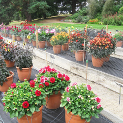 Dahllia Trials ( Home and Overseas)